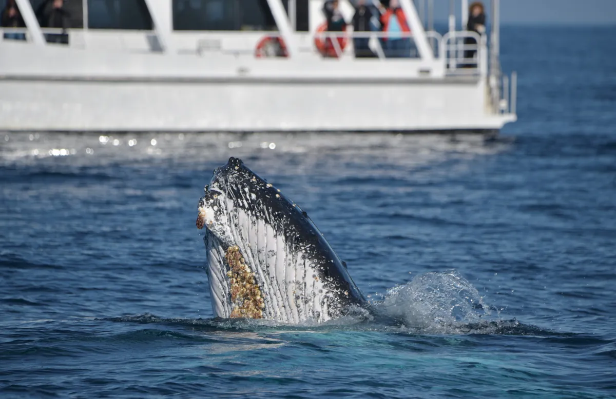 Wildlife Coast Cruises