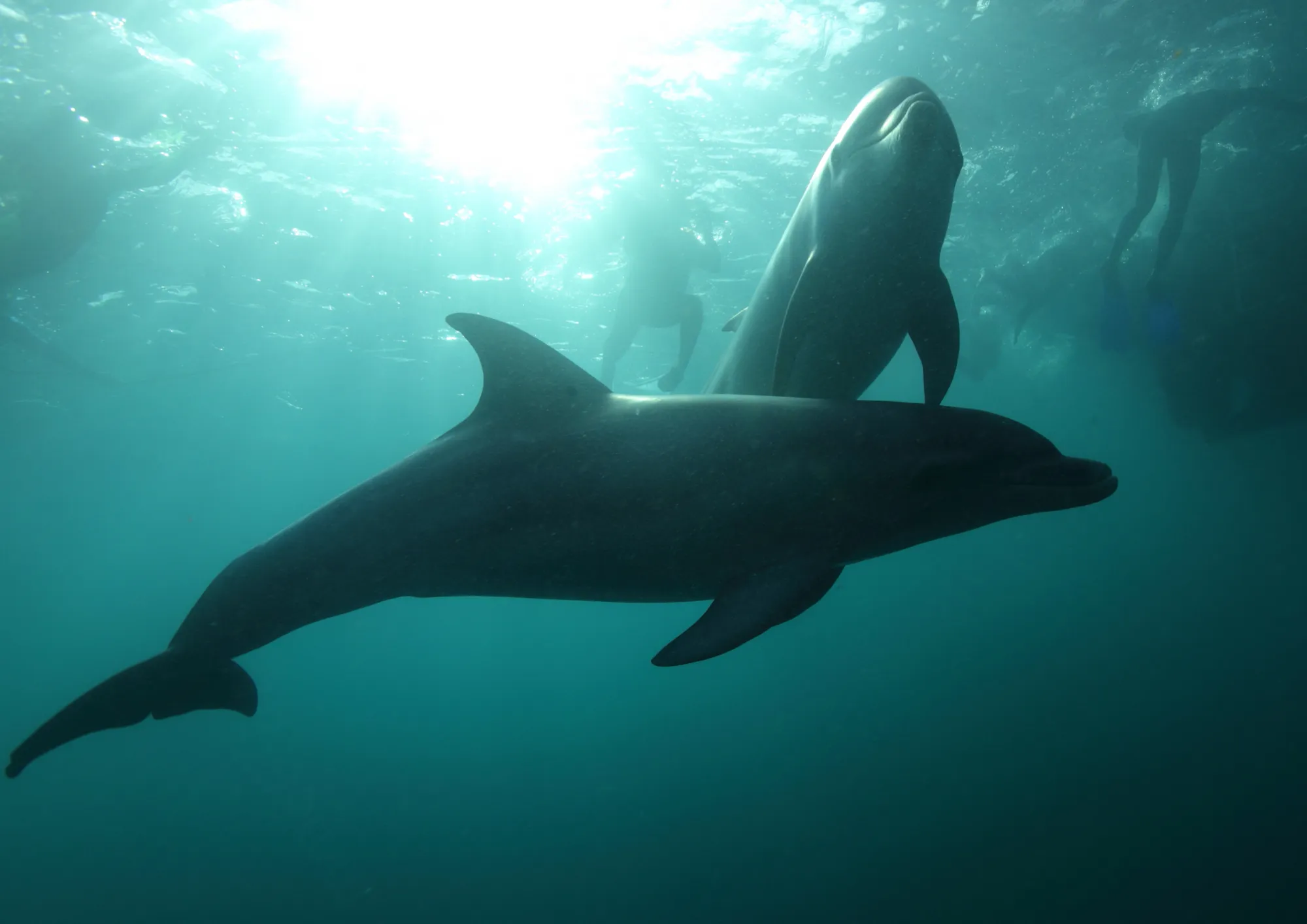 Polperro Dolphin Swims